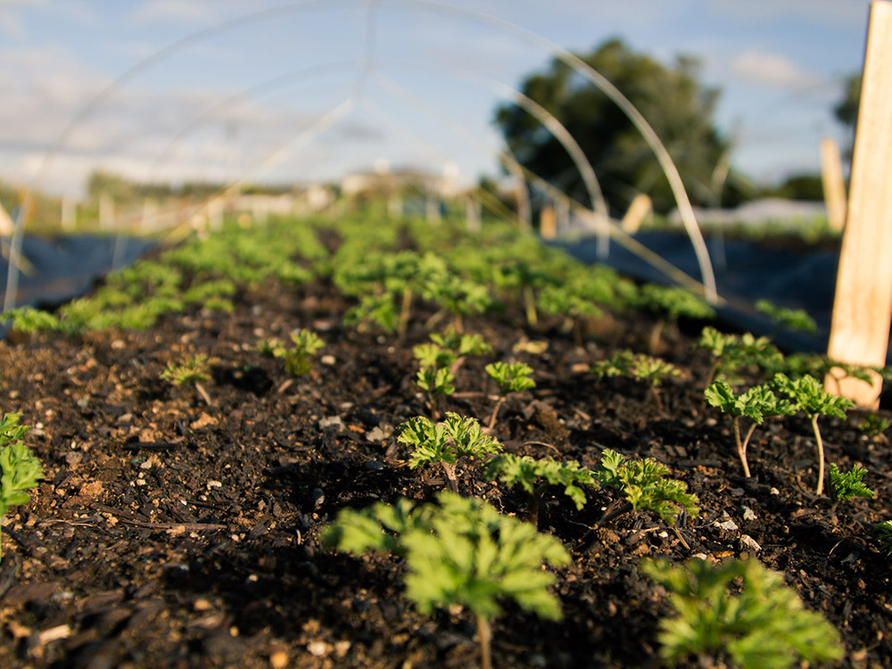 Image of leaves poking through soil