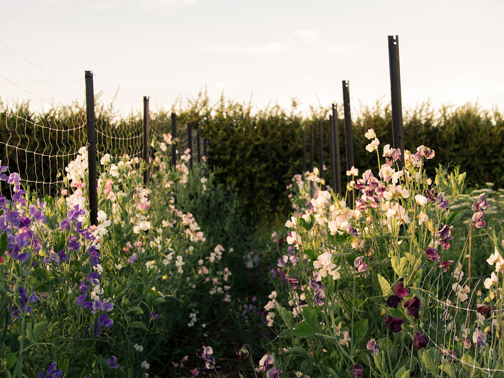 Image of meadow of flowers