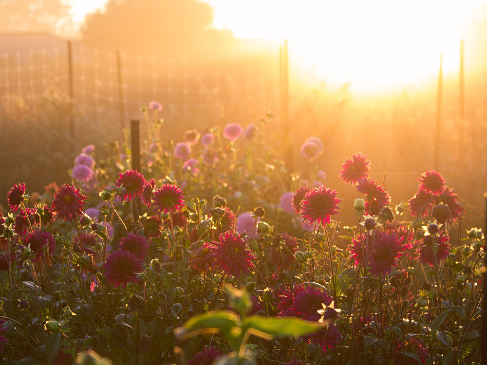 Photograph of flowers basking in golden hour sunlight