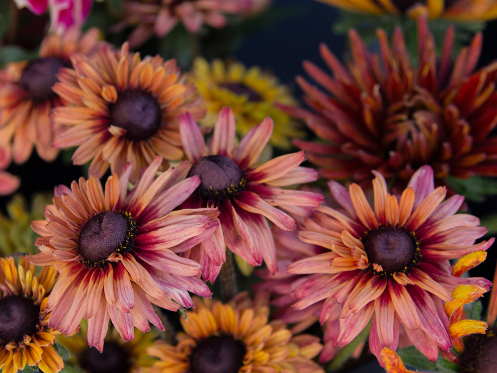 Image of flowers lifting up towards the sky